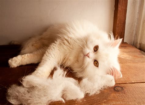 Cat Shedding .